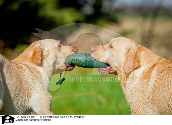 Labrador Retriever Portrait / Labrador Retriever Portrait / MW-06493