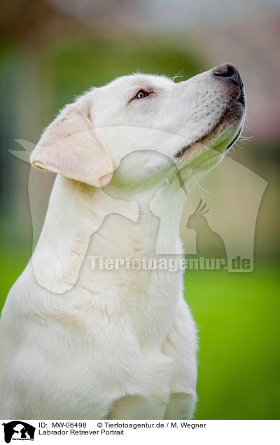 Labrador Retriever Portrait / Labrador Retriever Portrait / MW-06498