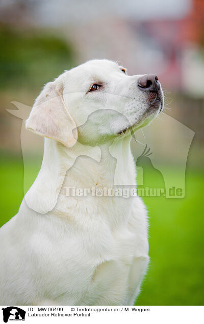 Labrador Retriever Portrait / Labrador Retriever Portrait / MW-06499