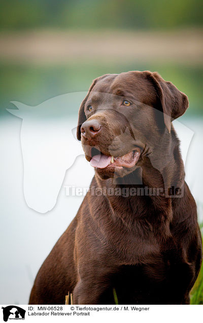 Labrador Retriever Portrait / Labrador Retriever Portrait / MW-06528