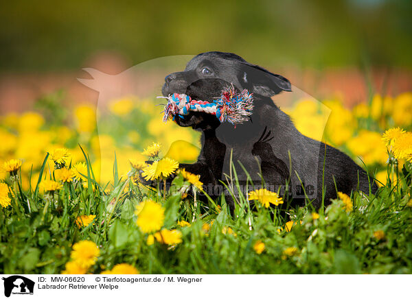 Labrador Retriever Welpe / Labrador Retriever Puppy / MW-06620