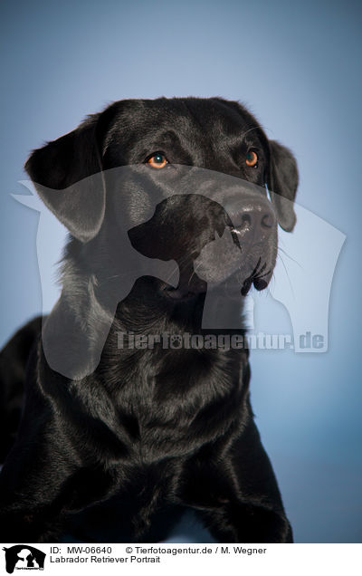 Labrador Retriever Portrait / Labrador Retriever Portrait / MW-06640