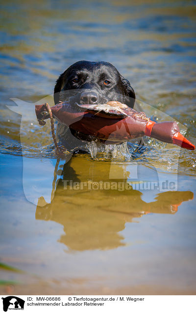 schwimmender Labrador Retriever / swimming Labrador Retriever / MW-06686