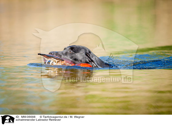 schwimmender Labrador Retriever / swimming Labrador Retriever / MW-06688