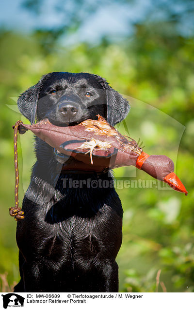 Labrador Retriever Portrait / Labrador Retriever Portrait / MW-06689