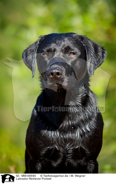 Labrador Retriever Portrait / Labrador Retriever Portrait / MW-06690