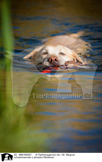 schwimmender Labrador Retriever / swimming Labrador Retriever / MW-06697