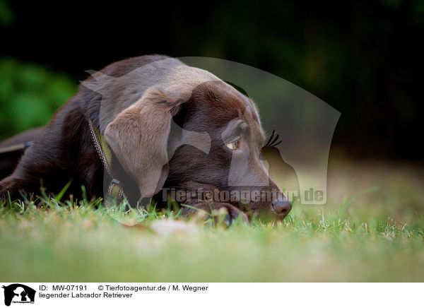 liegender Labrador Retriever / lying Labrador Retriever / MW-07191