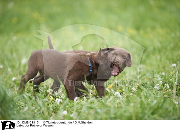 Labrador Retriever Welpen / Labrador Retriever Puppies / DMS-08815