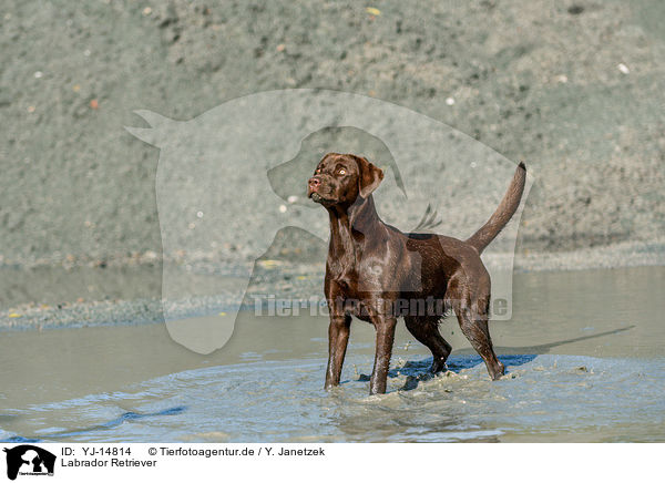 Labrador Retriever / Labrador Retriever / YJ-14814