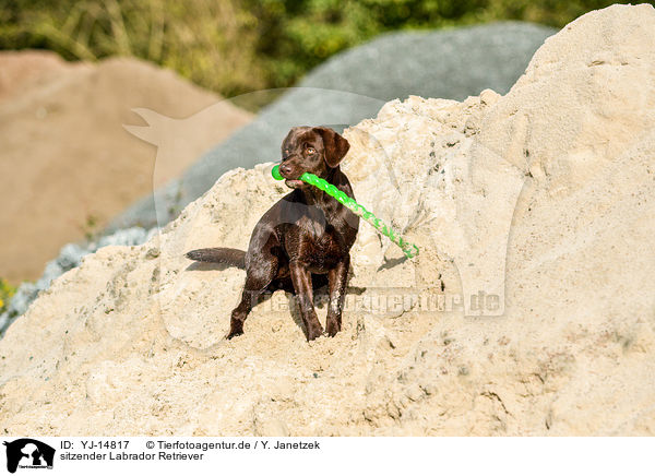 sitzender Labrador Retriever / sitting Labrador Retriever / YJ-14817