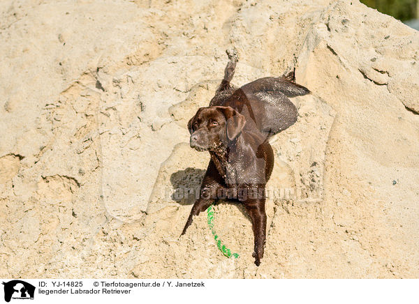 liegender Labrador Retriever / lying Labrador Retriever / YJ-14825