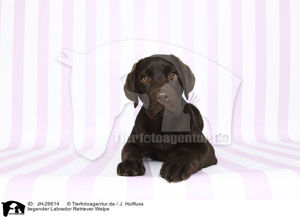 liegender Labrador Retriever Welpe / lying Labrador Retriever Puppy / JH-26614