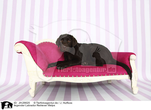 liegender Labrador Retriever Welpe / lying Labrador Retriever Puppy / JH-26620