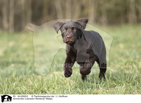 rennender Labrador Retriever Welpe / running Labrador Retriever Puppy / JH-26624