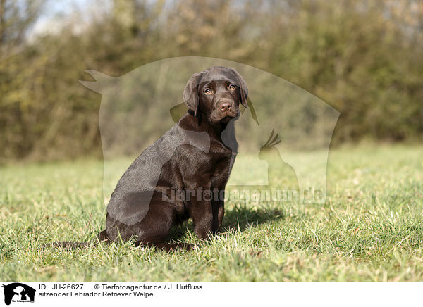 sitzender Labrador Retriever Welpe / sitting Labrador Retriever Puppy / JH-26627