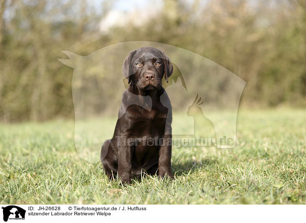 sitzender Labrador Retriever Welpe / sitting Labrador Retriever Puppy / JH-26628