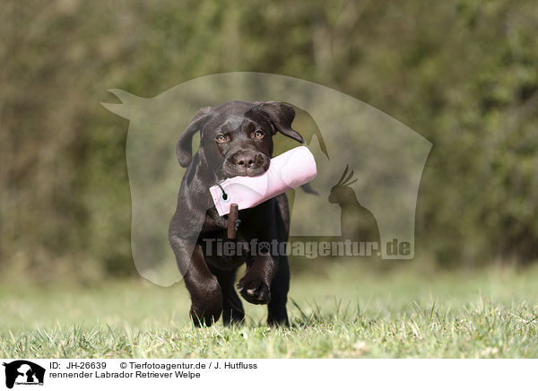 rennender Labrador Retriever Welpe / running Labrador Retriever Puppy / JH-26639