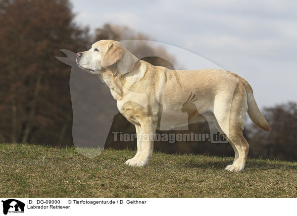 Labrador Retriever / Labrador Retriever / DG-09000