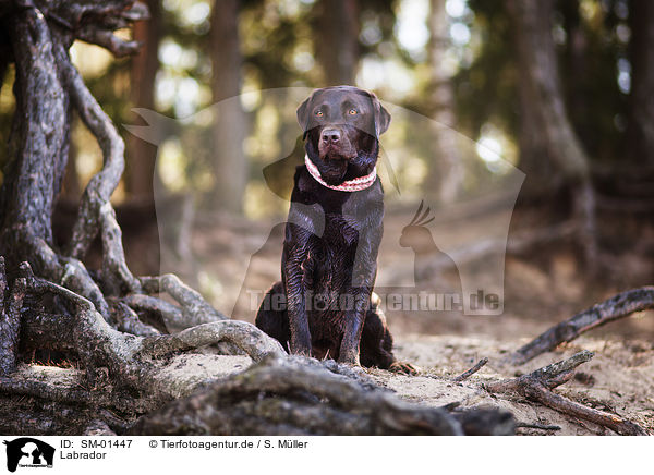 Labrador / Labrador / SM-01447