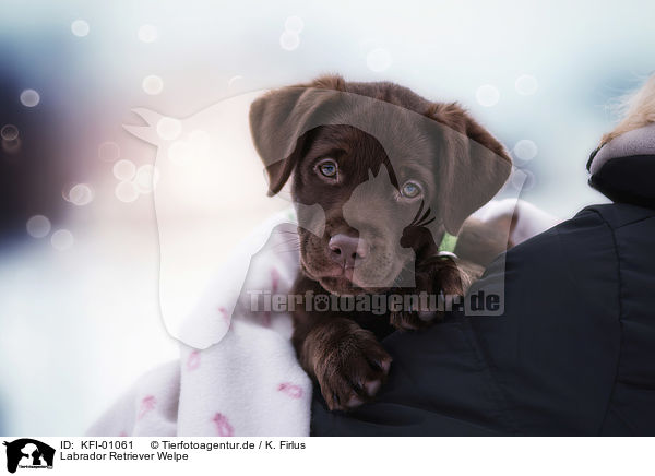 Labrador Retriever Welpe / Labrador Retriever Puppy / KFI-01061