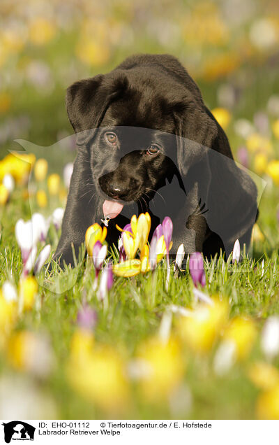 Labrador Retriever Welpe / Labrador Retriever Puppy / EHO-01112