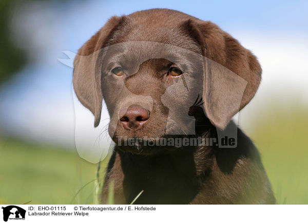 Labrador Retriever Welpe / Labrador Retriever Puppy / EHO-01115