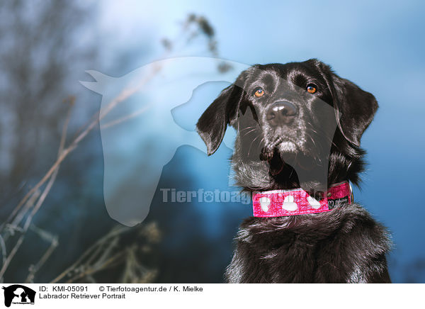 Labrador Retriever Portrait / Labrador Retriever Portrait / KMI-05091