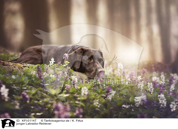 junger Labrador Retriever / KFI-01147