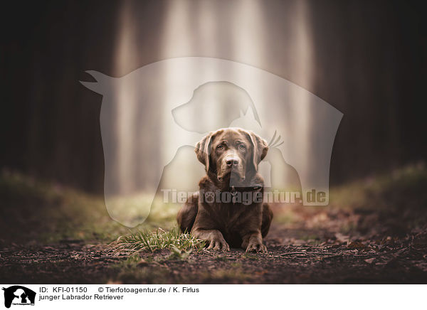 junger Labrador Retriever / young Labrador Retriever / KFI-01150