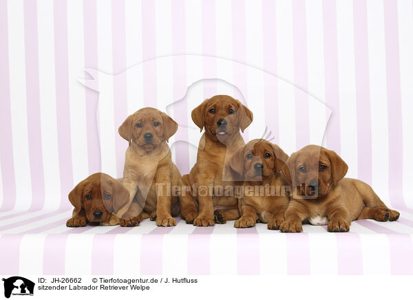 sitzender Labrador Retriever Welpe / sitting Labrador Retriever Puppy / JH-26662