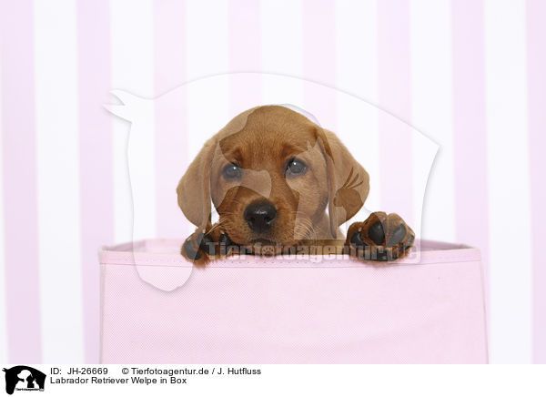 Labrador Retriever Welpe in Box / Labrador Retriever Puppy in Box / JH-26669