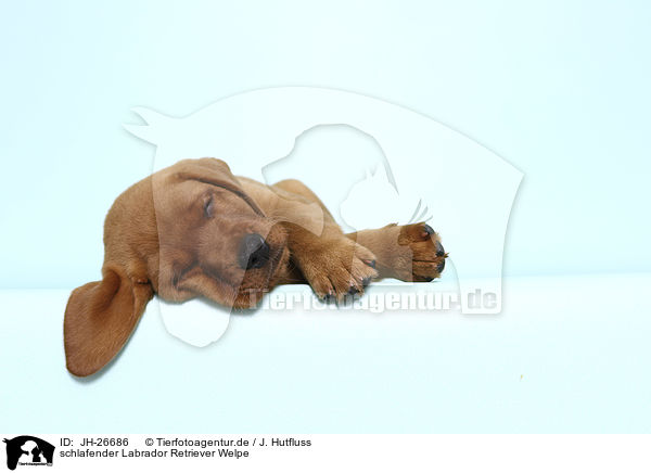 schlafender Labrador Retriever Welpe / sleeping Labrador Retriever Puppy / JH-26686