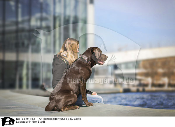 Labrador in der Stadt / Labrador in the city / SZ-01153