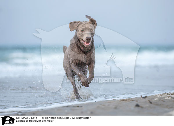 Labrador Retriever am Meer / Labrador Retriever at the sea / MAB-01316