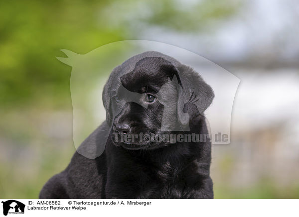 Labrador Retriever Welpe / Labrador Retriever Puppy / AM-06582