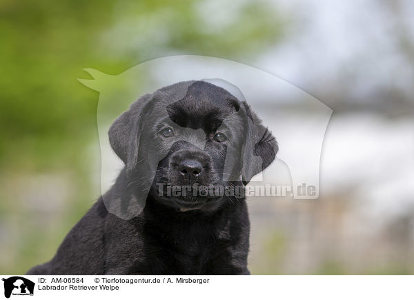 Labrador Retriever Welpe / Labrador Retriever Puppy / AM-06584