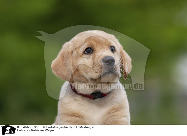 Labrador Retriever Welpe / Labrador Retriever Puppy / AM-06591