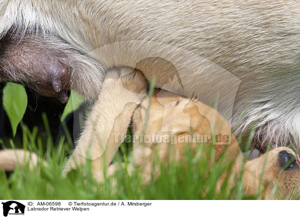Labrador Retriever Welpen / Labrador Retriever Puppies / AM-06598