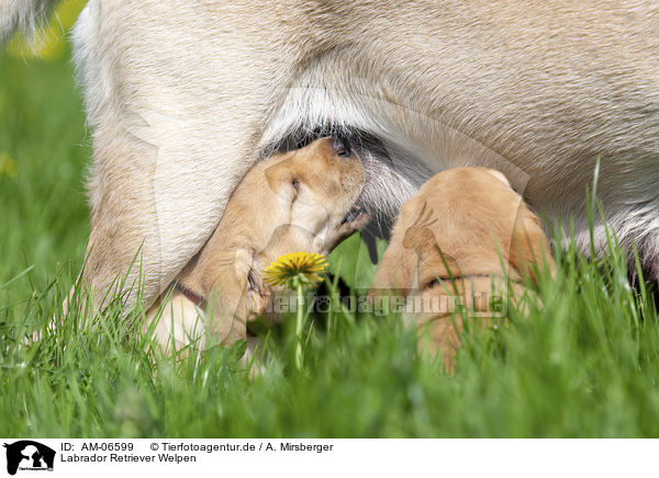 Labrador Retriever Welpen / Labrador Retriever Puppies / AM-06599