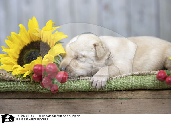 liegender Labradorwelpe / lying Labrador Puppy / AK-01187