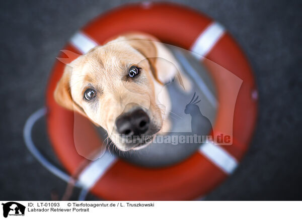 Labrador Retriever Portrait / Labrador Retriever portrait / LT-01093