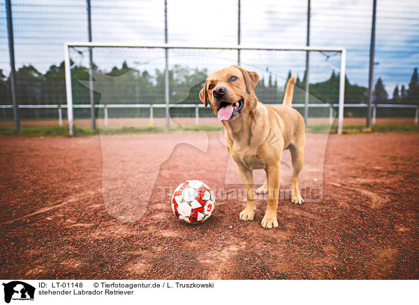 stehender Labrador Retriever / standing Labrador Retriever / LT-01148