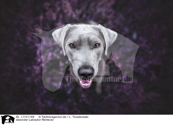 sitzender Labrador Retriever / sitting Labrador Retriever / LT-01149