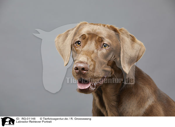 Labrador Retriever Portrait / Labrador Retriever portrait / RG-01146