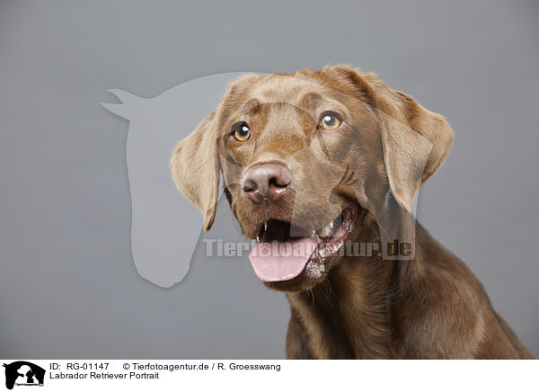 Labrador Retriever Portrait / Labrador Retriever portrait / RG-01147