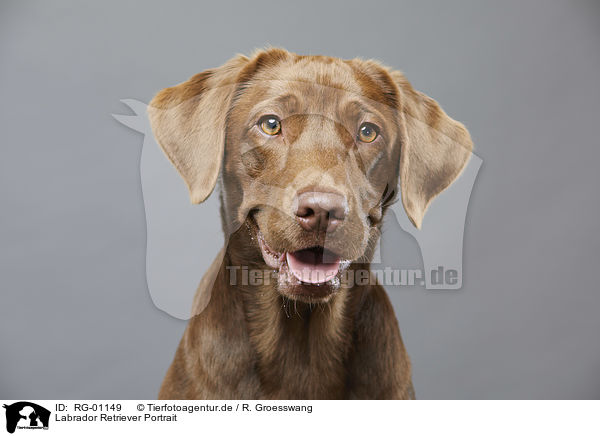 Labrador Retriever Portrait / Labrador Retriever portrait / RG-01149