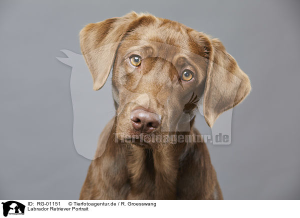 Labrador Retriever Portrait / Labrador Retriever portrait / RG-01151