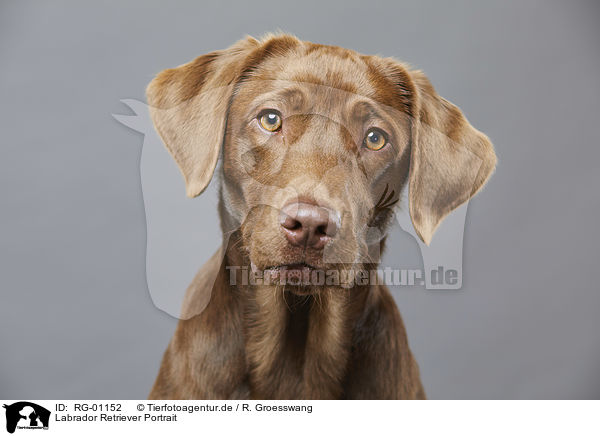 Labrador Retriever Portrait / Labrador Retriever portrait / RG-01152