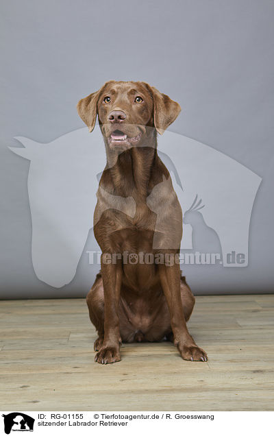 sitzender Labrador Retriever / sitting Labrador Retriever / RG-01155